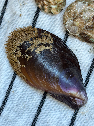 Modiolus areolatus, 2026-10-17