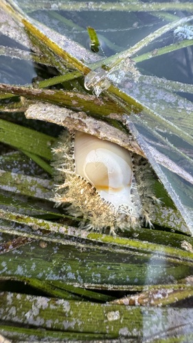 Monetaria annulus observed 2026-10-13