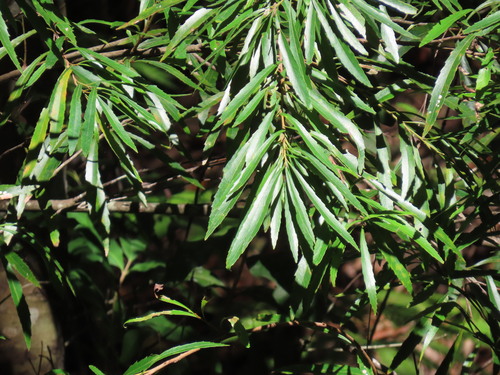 Lomatia myricoides observed 2026-10-09