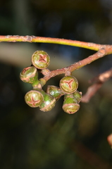 Eucalyptus aromaphloia
