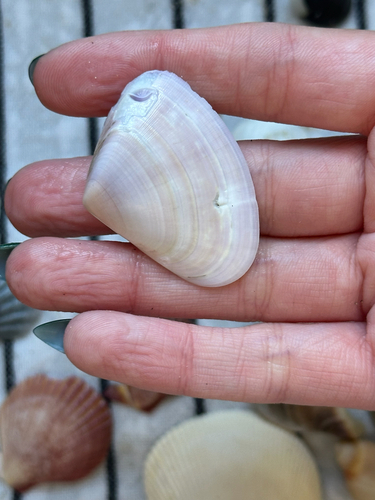 Donax deltoides, 2026-10-17