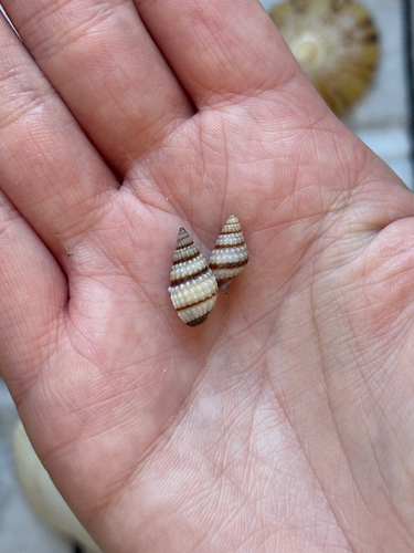 Nassarius pyrrhus observed 2026-10-17