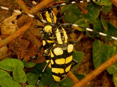 Anoplophora horsfieldii