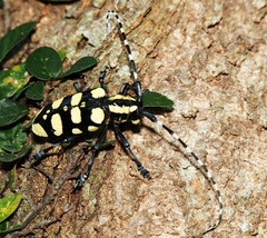 Anoplophora horsfieldii