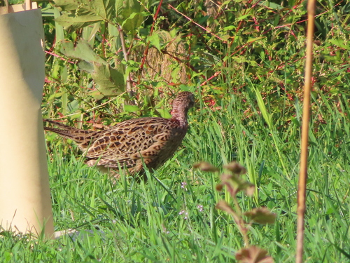 Ring-necked Pheasant