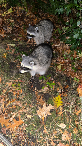 Common Raccoon