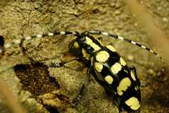 Anoplophora horsfieldii
