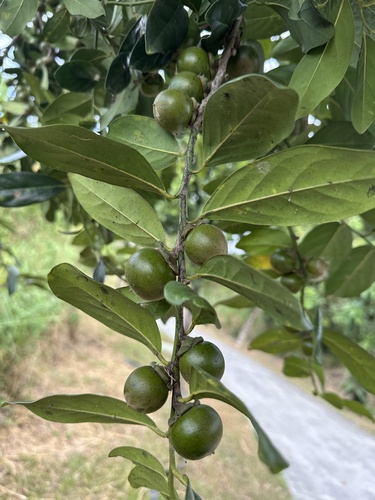 Diospyros maritima observed 2026-10-17