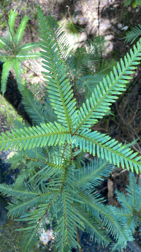 Sticherus flabellatus observed 2026-10-16