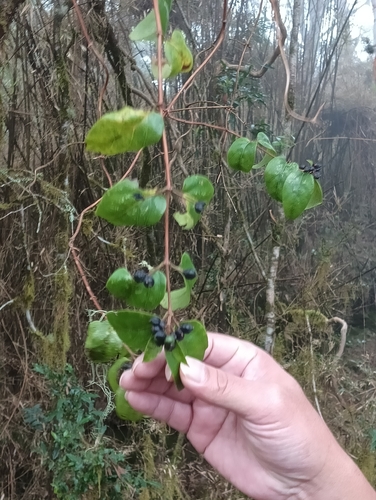 Lonicera acuminata observed 2026-10-17