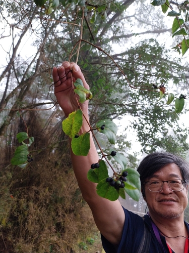 Lonicera acuminata observed 2026-10-17