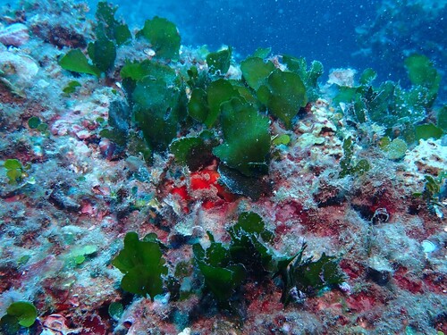 Flabellia petiolata observed 2026-10-12