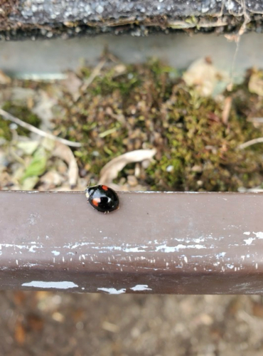 Asian Lady Beetle