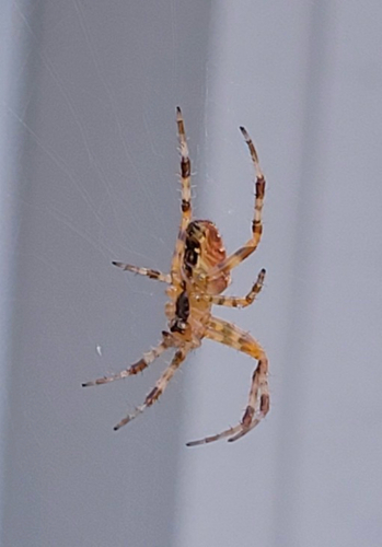 Cross Orbweaver