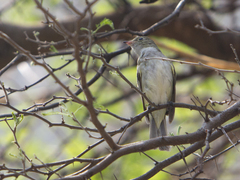 Elaenia parvirostris