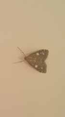 Udea olivalis