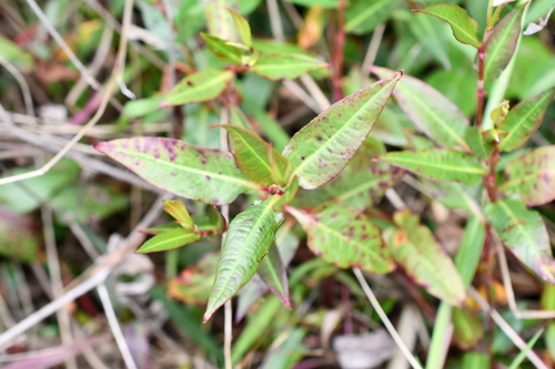 Persicaria strigosa observed 2026-10-17