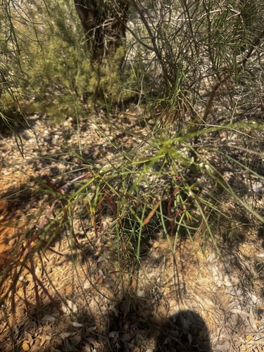 Acacia extensa observed 2026-10-17