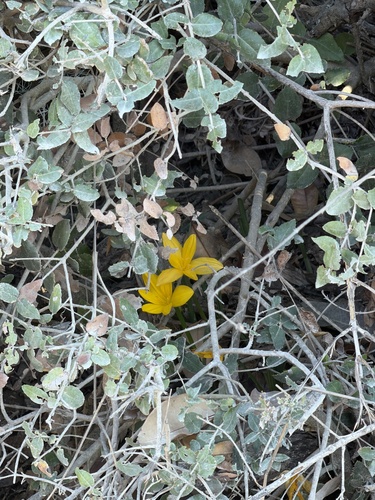 Winter Daffodil