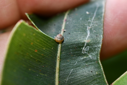 Coneuplecta calculosa observed 2026-10-17