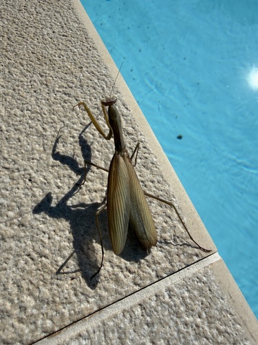 European Mantis