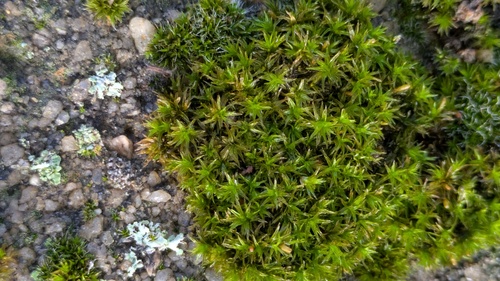 Lewinskya affinis observed 2026-10-16