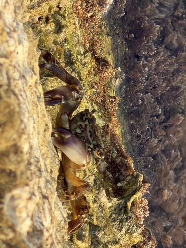 Marbled Crab