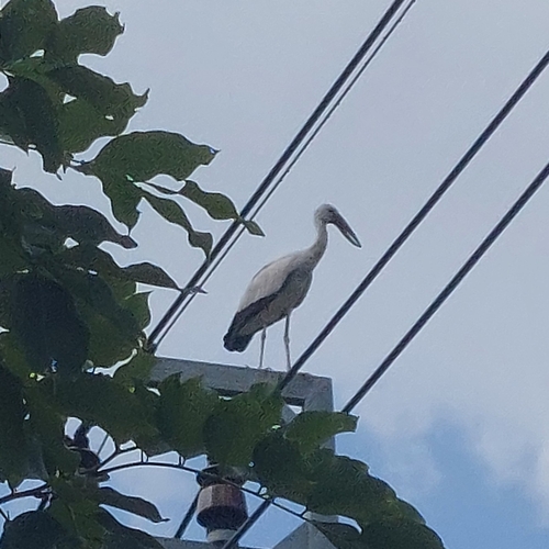 Asian Openbill