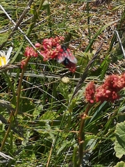 Zygaena filipendulae