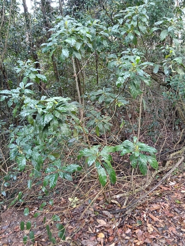 Claoxylon observed 2026-10-17