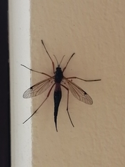 Tanyptera atrata