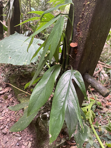 Epipremnum pinnatum observed 2026-10-17