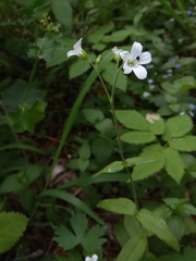Cerastium pauciflorum