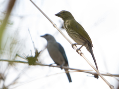 Saltator striatipectus