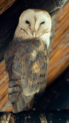 Schleiereule observed by slorday