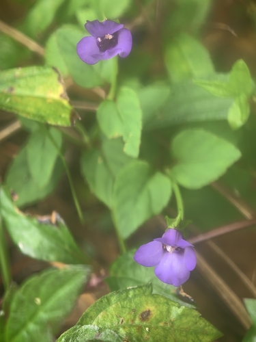 Torenia concolor observed 2026-10-17