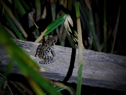 Pulchrana glandulosa observed 2026-10-13