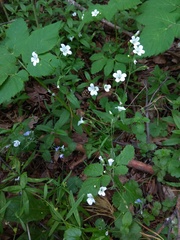 Cerastium pauciflorum