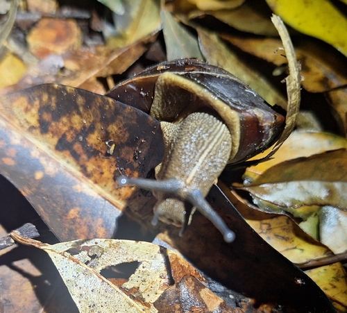 Helix richmondiana, 2026-10-16