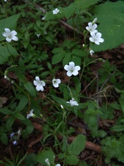 Cerastium pauciflorum