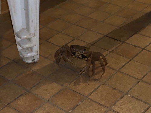 African Rainbow Crab