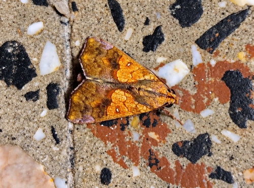 Cosmophila observed 2026-10-17