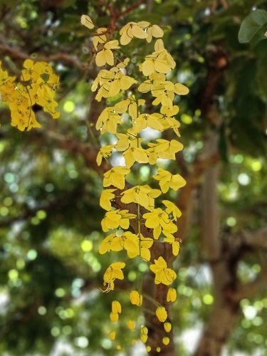Cassia fistula observed 2026-10-17