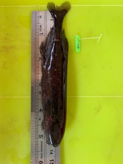 Paramormyrops kingsleyae