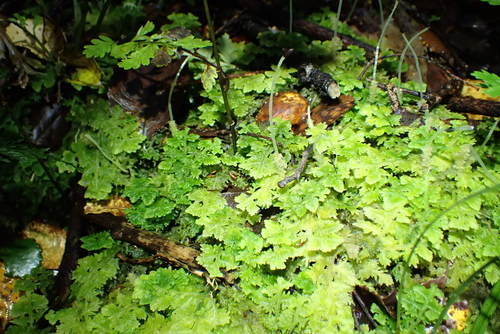Trichocolea mollissima observed 2026-10-17