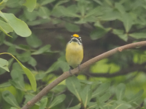 Yellow-fronted Tinkerbird