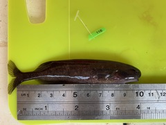 Paramormyrops kingsleyae