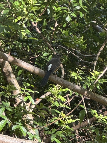 Copsychus malabaricus observed 2026-10-15