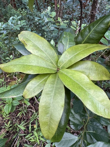 Myrsine lanaiensis observed 2026-10-15
