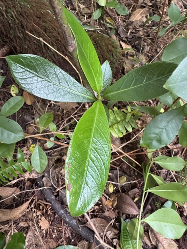 Kadua affinis, 2026-10-15